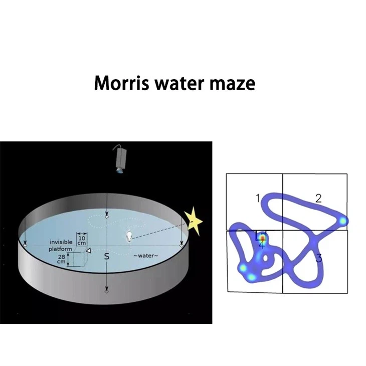 Water Maze